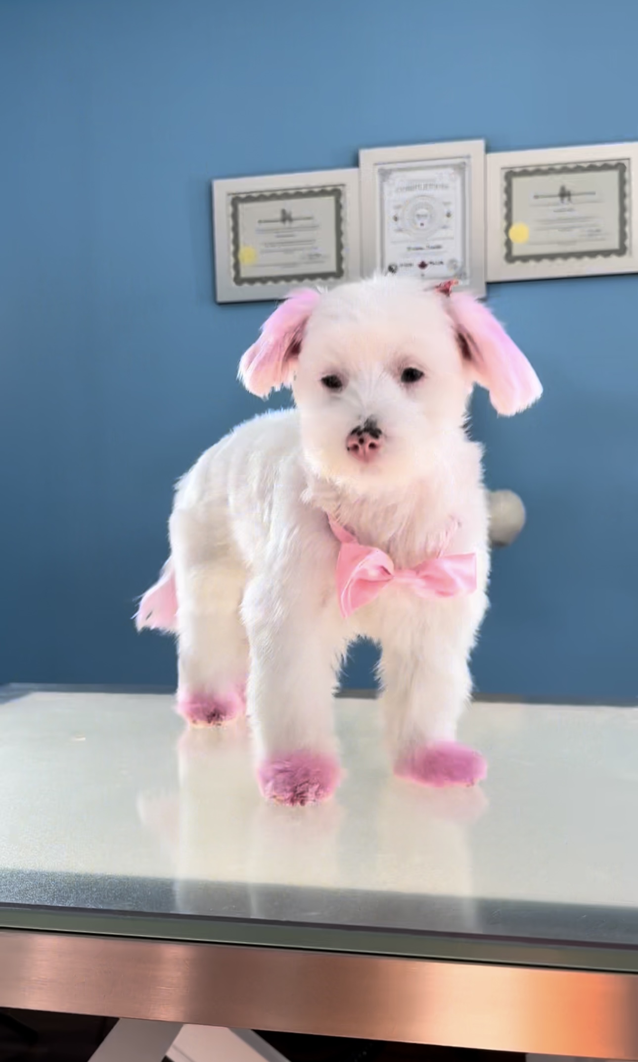 Dog grooming showcase 3