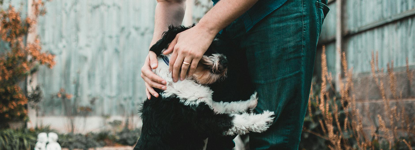 Contact us showcase dog