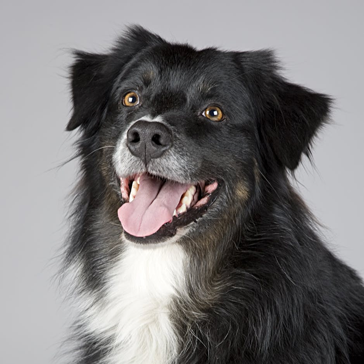 Happy black and white dog