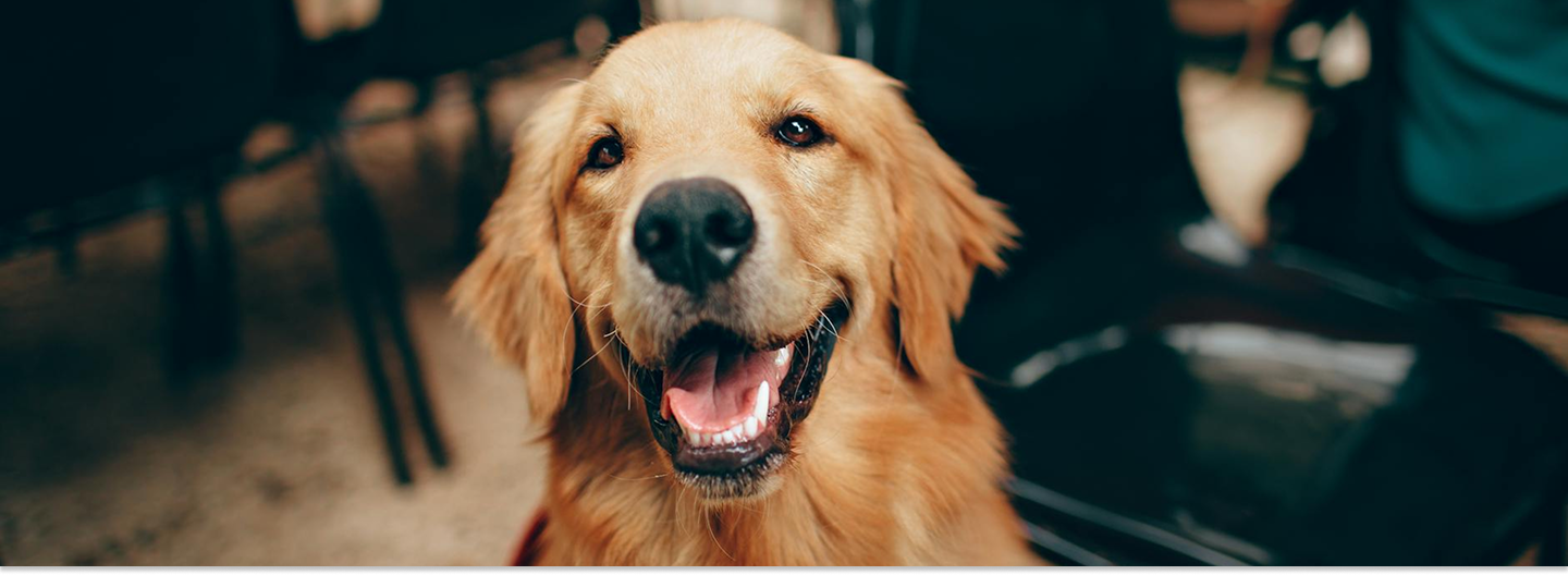 Portfolio showcase dog